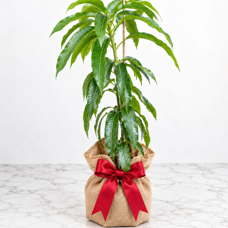 Mango Tree Ice Cream Dwarf Variety Grafted