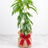 Mango Tree Ice Cream Dwarf Variety Grafted