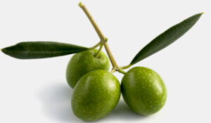 Koroneiki Olive
