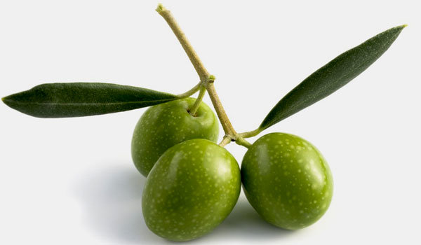 Koroneiki Olive