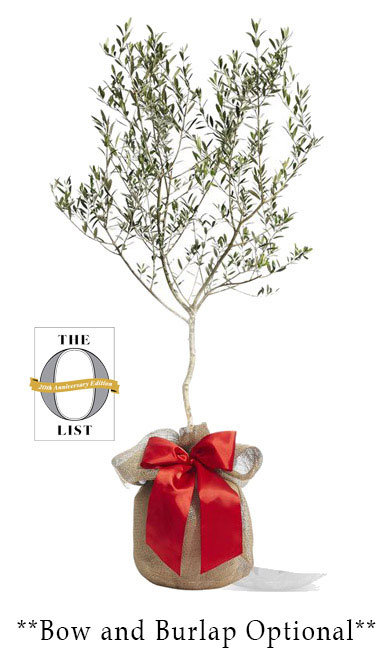 Olive Tree Koroneiki Variety