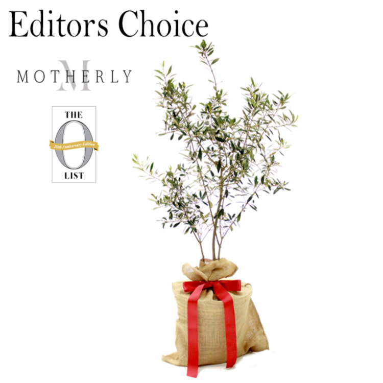 Olive Tree Koroneiki Variety