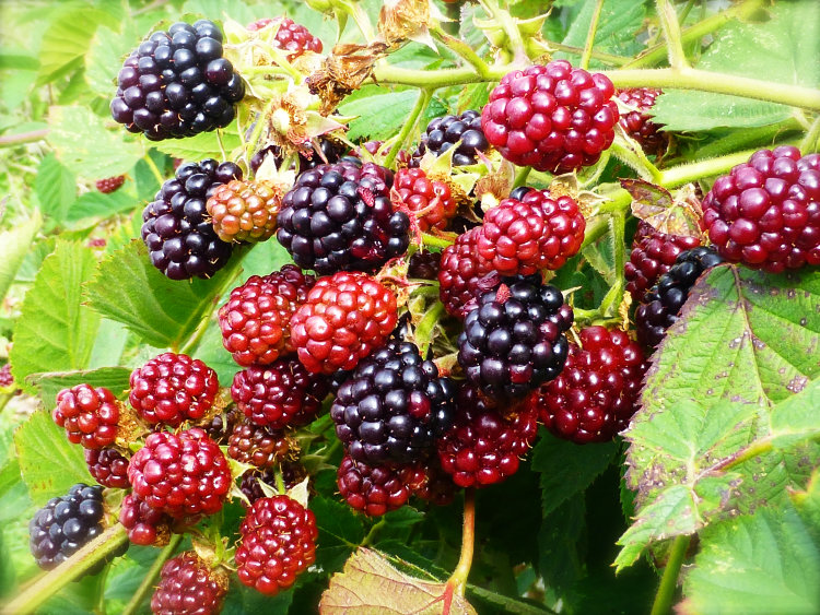 Blackberry Bush Blackberry Bush