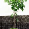 Longan Tree Kohala Variety Air-Layered