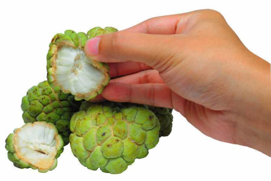 Sugar Apple Live Fruit Tree 6in to 24in
