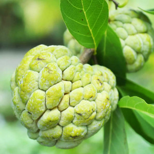 Sugar Apple Fruit