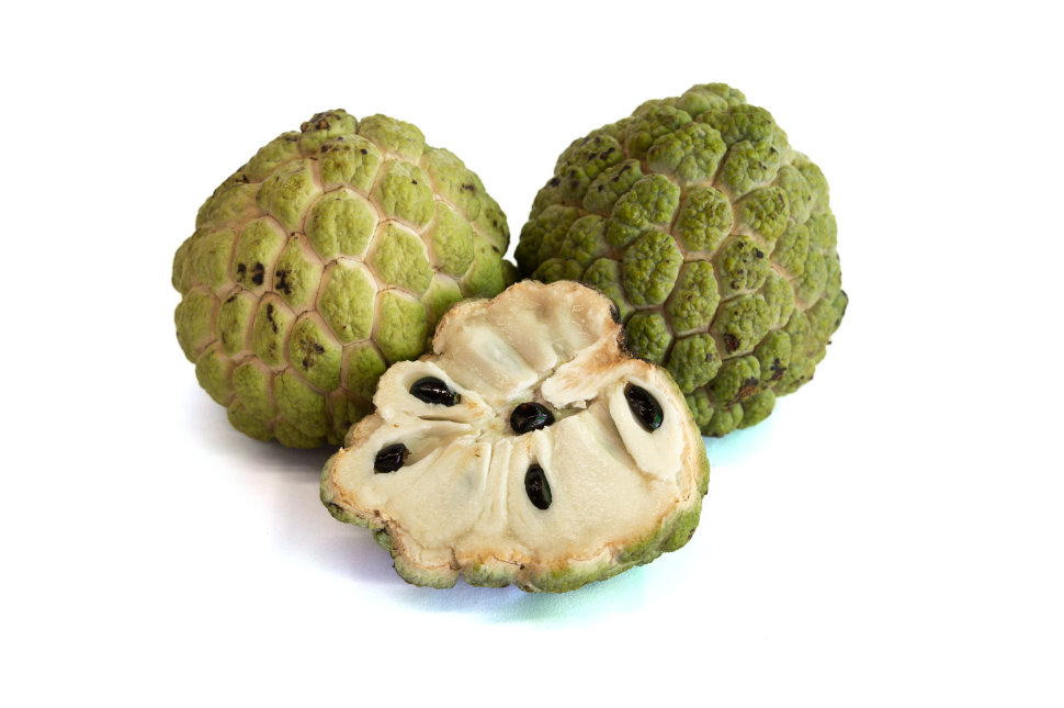 Sugar Apple Live Fruit Tree 6in to 24in
