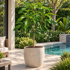 Mango Tree Julie Dwarf Varierty Grafted
