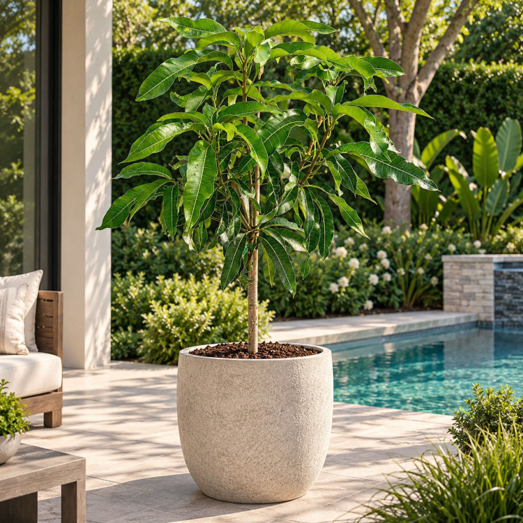 Mango Tree Julie Dwarf Varierty Grafted
