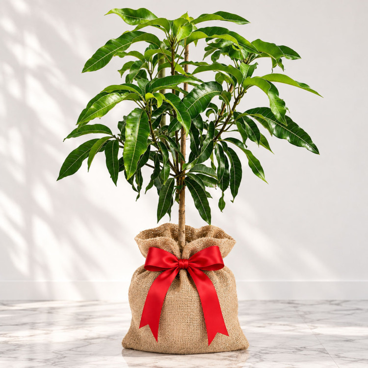 Mango Tree Julie Dwarf Varierty Grafted