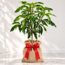Mango Tree Julie Dwarf Varierty Grafted