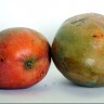 Julie Mango Fruit
