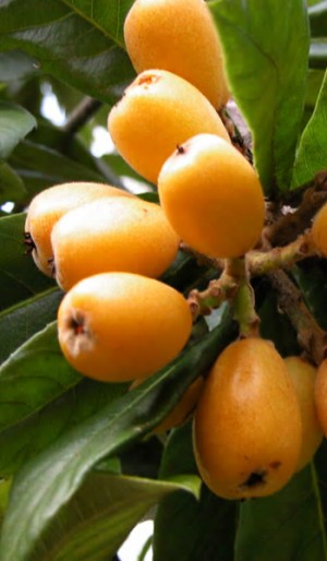 Loquat Fruit