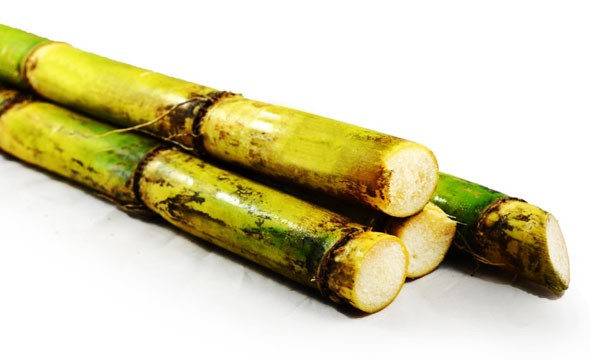 Sugarcane Plants Organic 8 sticks 8  in Sugar Cane  Green/Yellow 