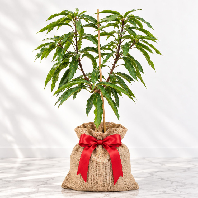 Mango Tree Keitt Variety Grafted