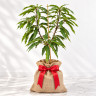 Mango Tree Keitt Variety Grafted Mango Tree Keitt Variety Grafted