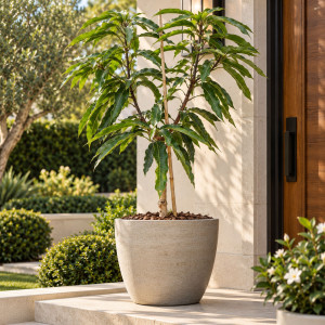 Mango Tree Keitt Variety Grafted