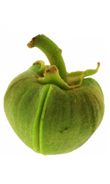 Annona Spraguei bud Annona Spraguei bud