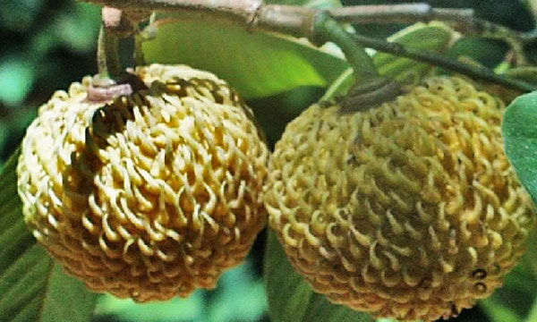 Annona Spraguei in the tree Annona Spraguei in the tree