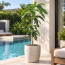 Mango Tree Kent Variety Grafted