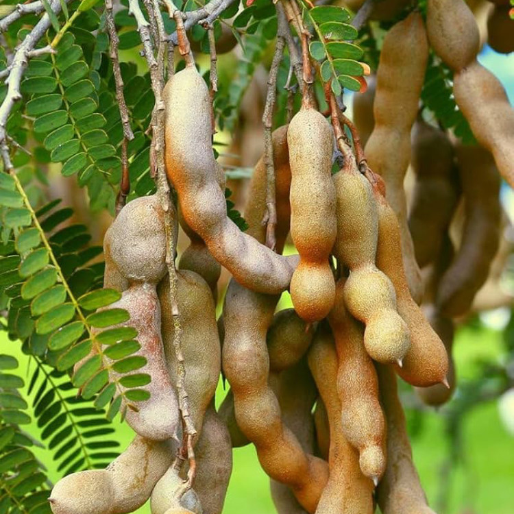 Tamarind fruit on tree Tamarind fruit on tree