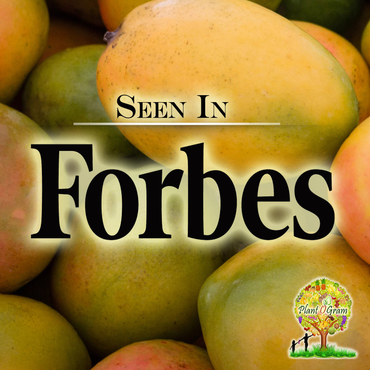 Mango Tree Madam Francis Hatian Variety Grafted Mango Tree Madam Francis Hatian Variety Grafted