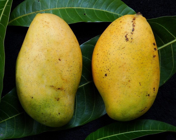 Madam Francis Mango fruit Madam Francis Mango fruit
