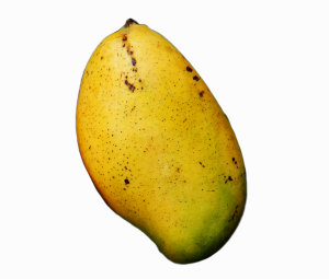 Mango Tree Madam Francis Hatian Variety Grafted