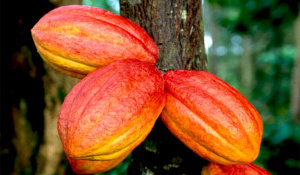Cacao/ Chocolate Tree