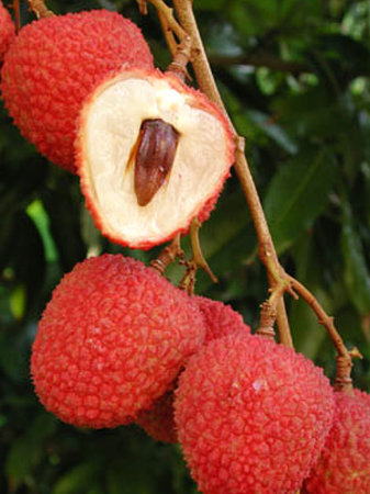 Lychee Tree HakIp Variety Air-Layered Lychee Tree HakIp Variety Air-Layered