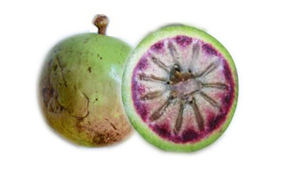 Green Caimito Fruit