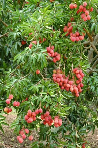 Lychee Tree Mauritius Variety Air Layered