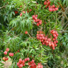 Lychee Tree Mauritius Variety Air-Layered