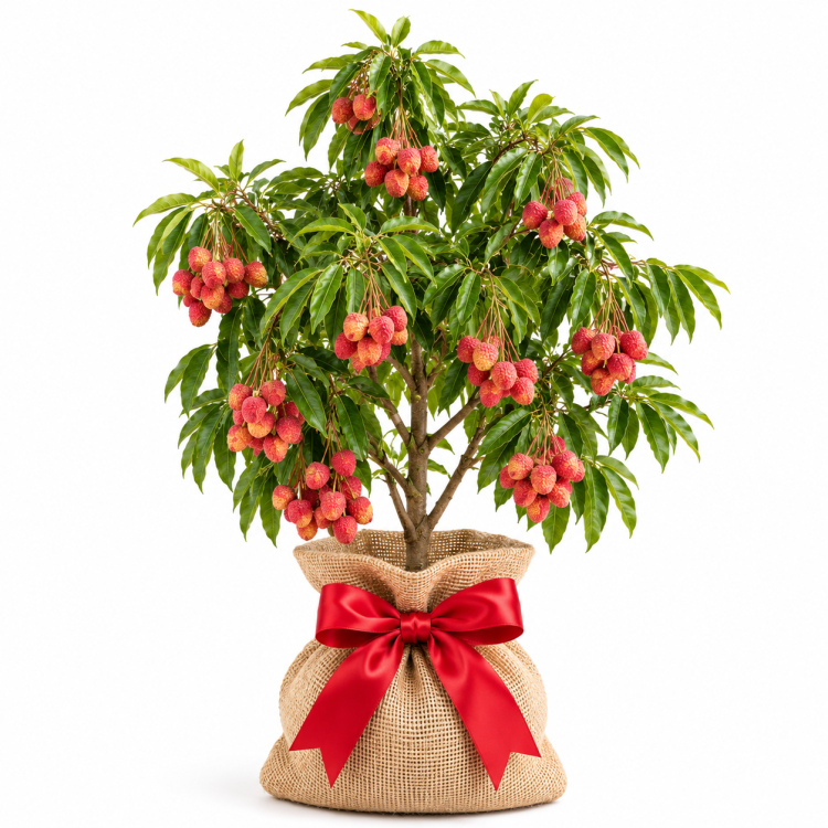 Mauritius Lychee