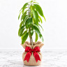 Mango Tree Okrung Tong Variety Grafted