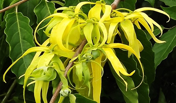 Ylang Ylang Tree Ylang Ylang Tree