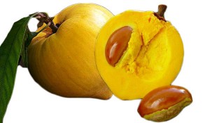 Canistel/Egg Fruit Tree