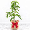 Mango Tree Okrung Variety Grafted