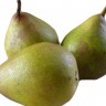 Hood Pear Fruit