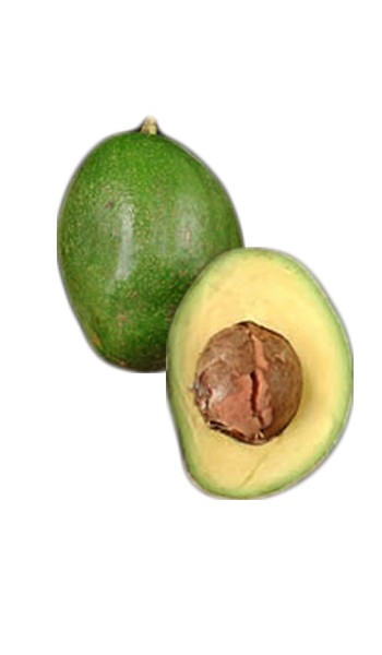 Avocado Tree Choquette Variety Grafted Avocado Tree Choquette Variety Grafted