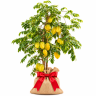Carambola Carambola