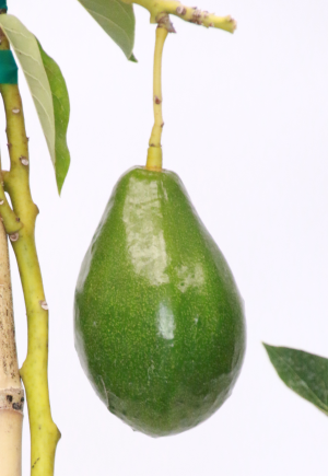 Hall Avocado Fruit
