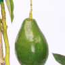 Hall Avocado Fruit
