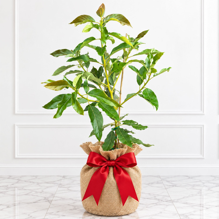Avocado Tree Hall Variety Grafted