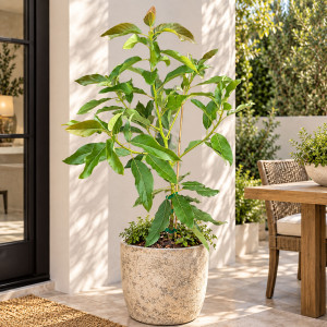 Avocado Tree Hall Variety Grafted
