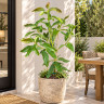 Avocado Tree Hall Variety Grafted