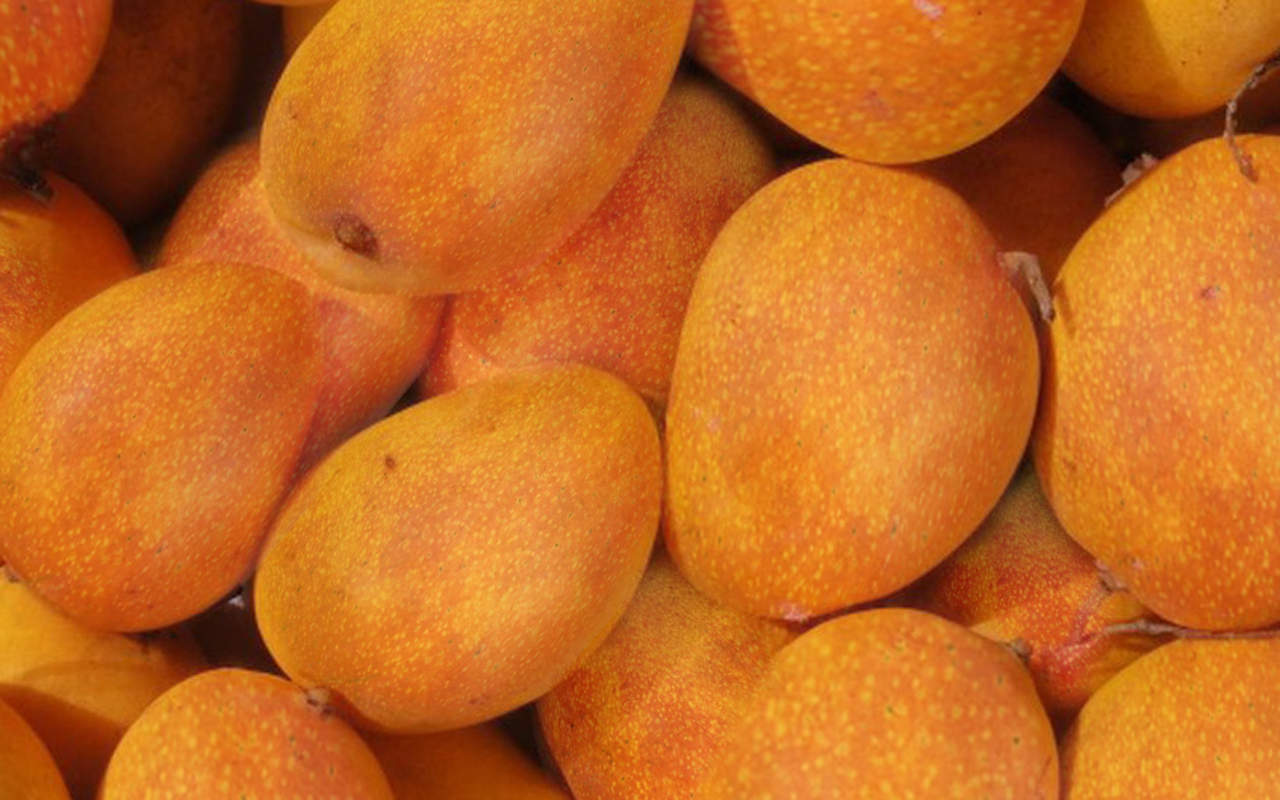 Mango Tree Coconut Creme Variety Grafted