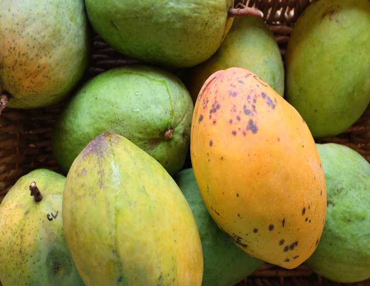 Mango Tree Coconut Creme Variety Grafted Mango Tree Coconut Creme Variety Grafted