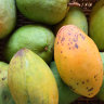 Mango Tree Coconut Creme Variety Grafted