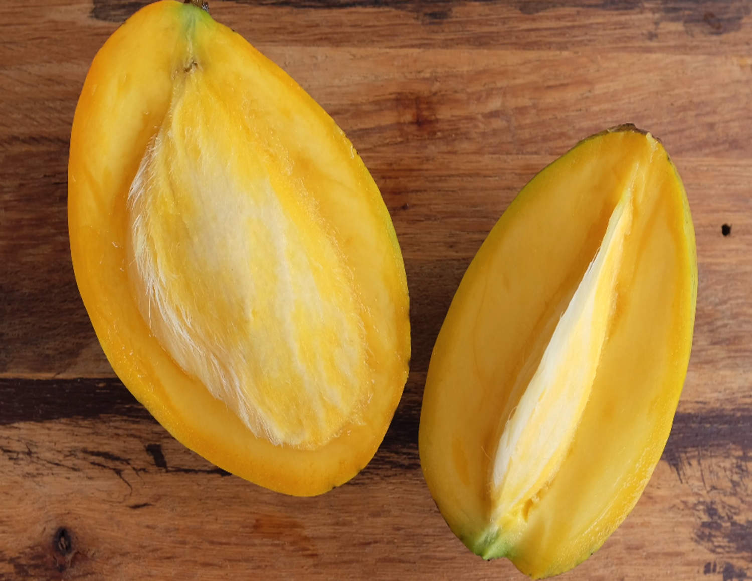 Mango Tree Coconut Creme Variety Grafted